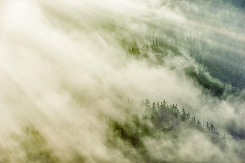 Woodland Clearing